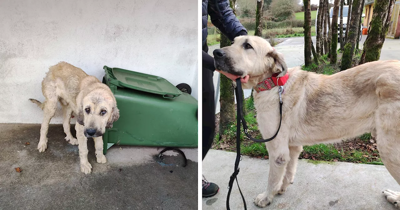 This Dog Got A Second Chance At Life, And His Tail Wags More Than Ever