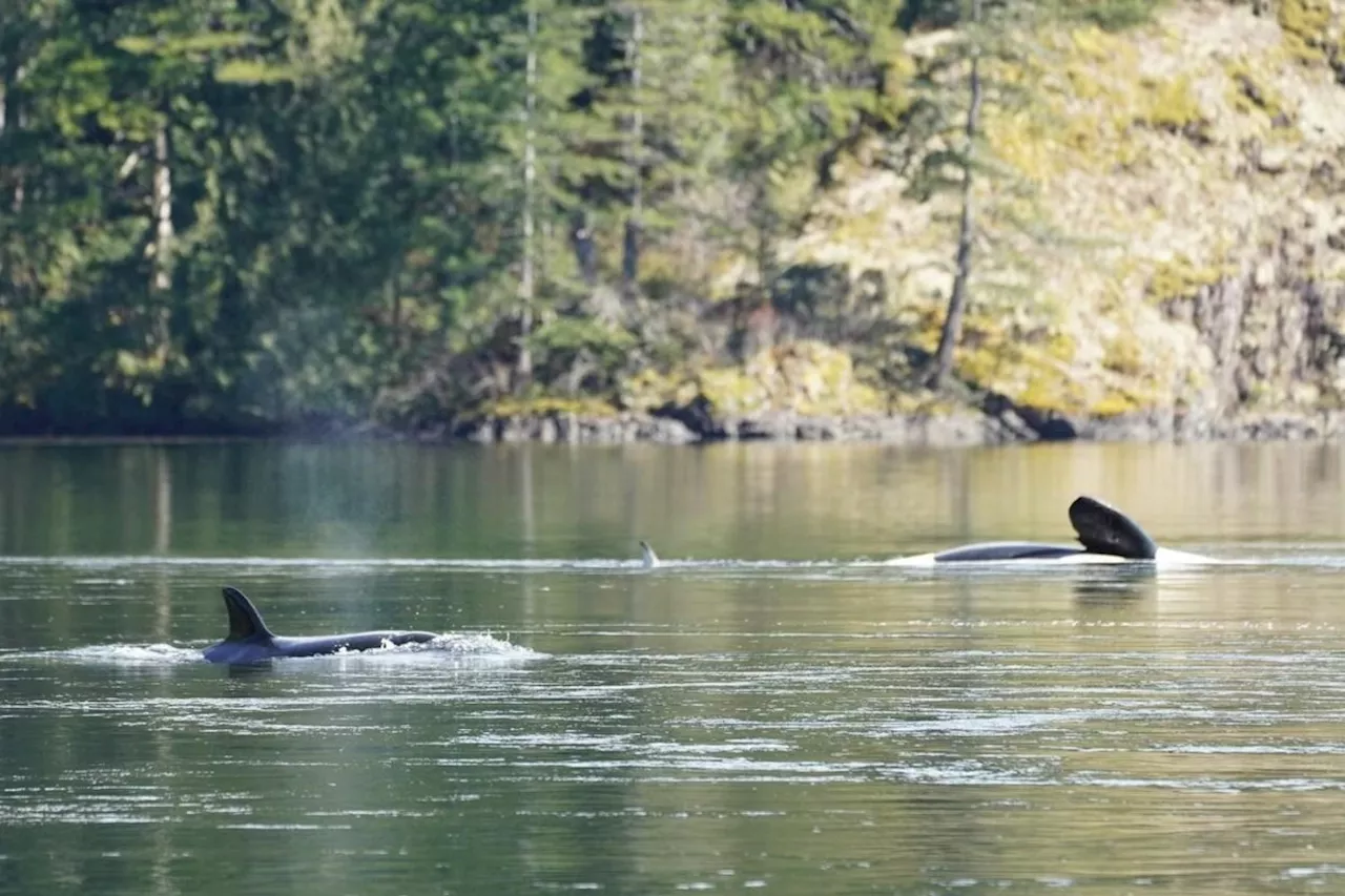 Indigenous nation gives stranded B.C. killer whale calf name: Brave Little Hunter