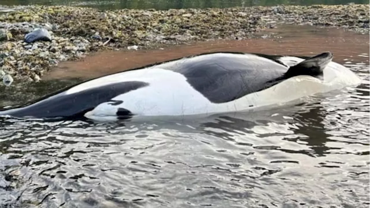 Stranded killer whale was pregnant, necropsy shows