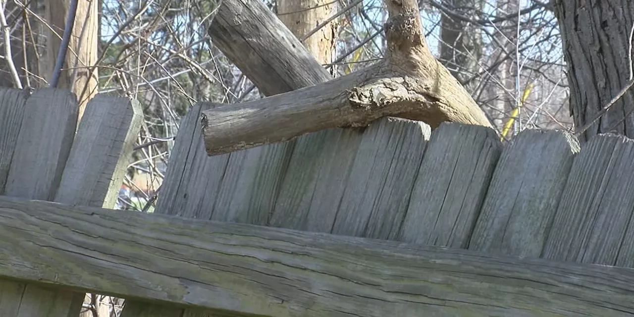 ‘This is a danger’: Cleveland woman’s backyard evaded with broken tree branches