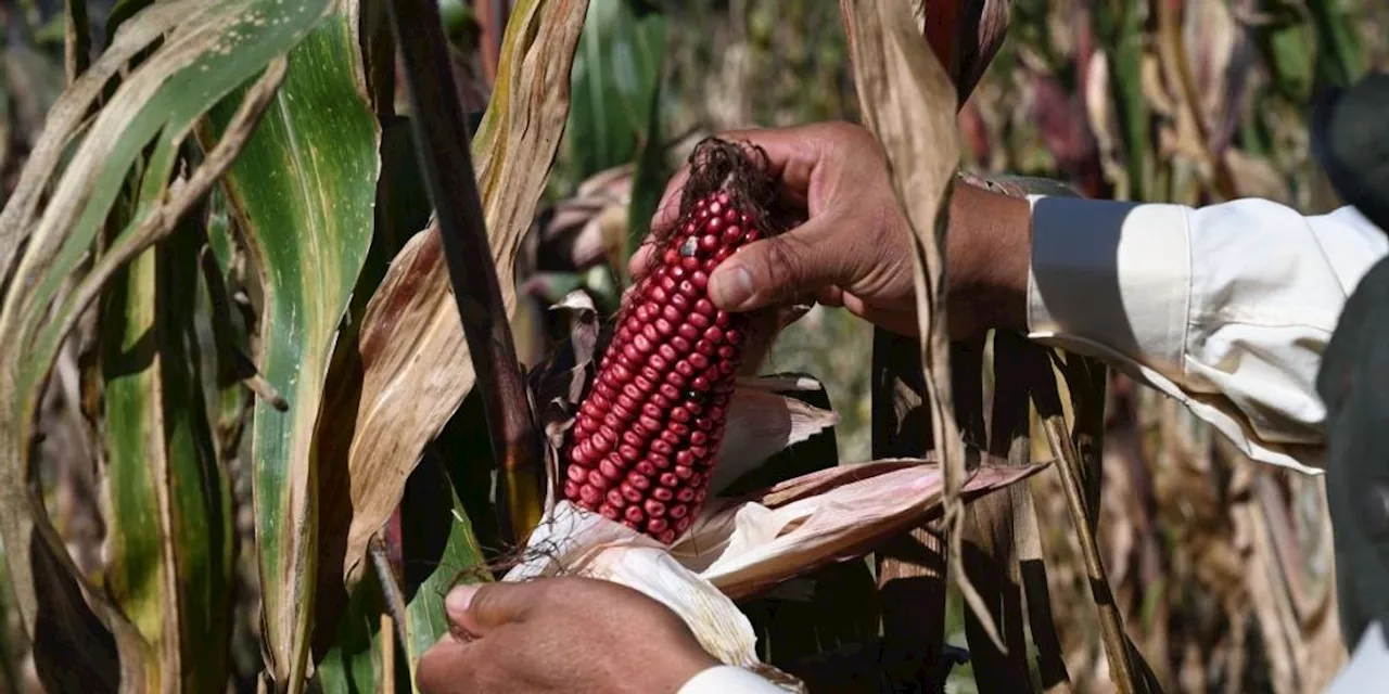 Experts Warn of Toxins in GM Corn Amid US-Mexico Trade Dispute