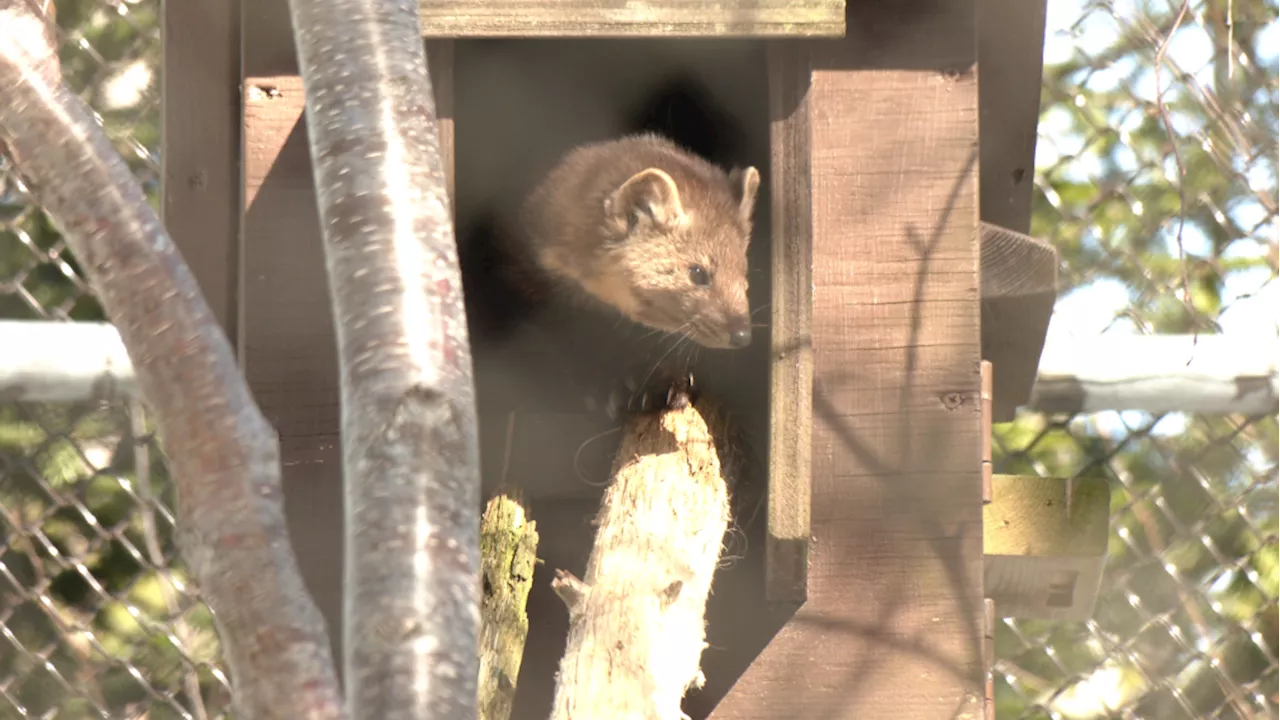 A tiny critter who could: Elusive Newfoundland Marten makes improbable comeback