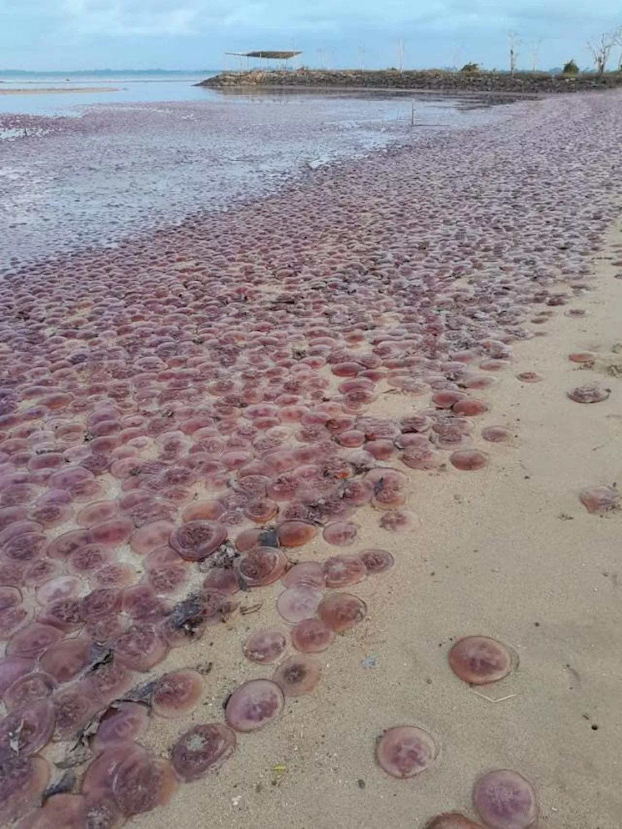 Curious phenomenon: Large swarm of jellyfish beaches in Kuala Penyu