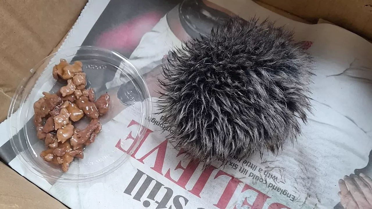 Woman 'nurses stricken baby hedgehog' overnight only to 'discover' it was a fluffy hat bobble when...