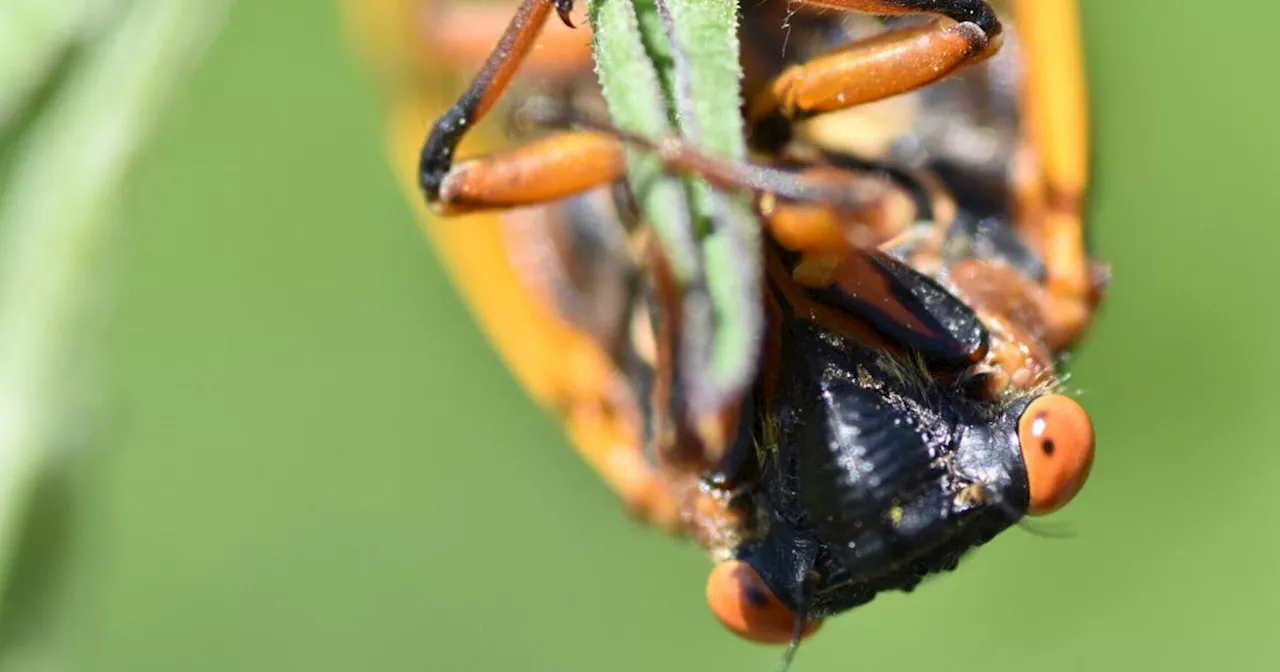 Cicadas recipes: 'Emergence' cookies and 'Southern Cicada Tartlets'