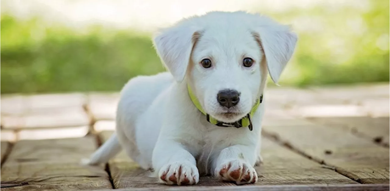 Oshawa to explore possibility of regulating pet breeding businesses