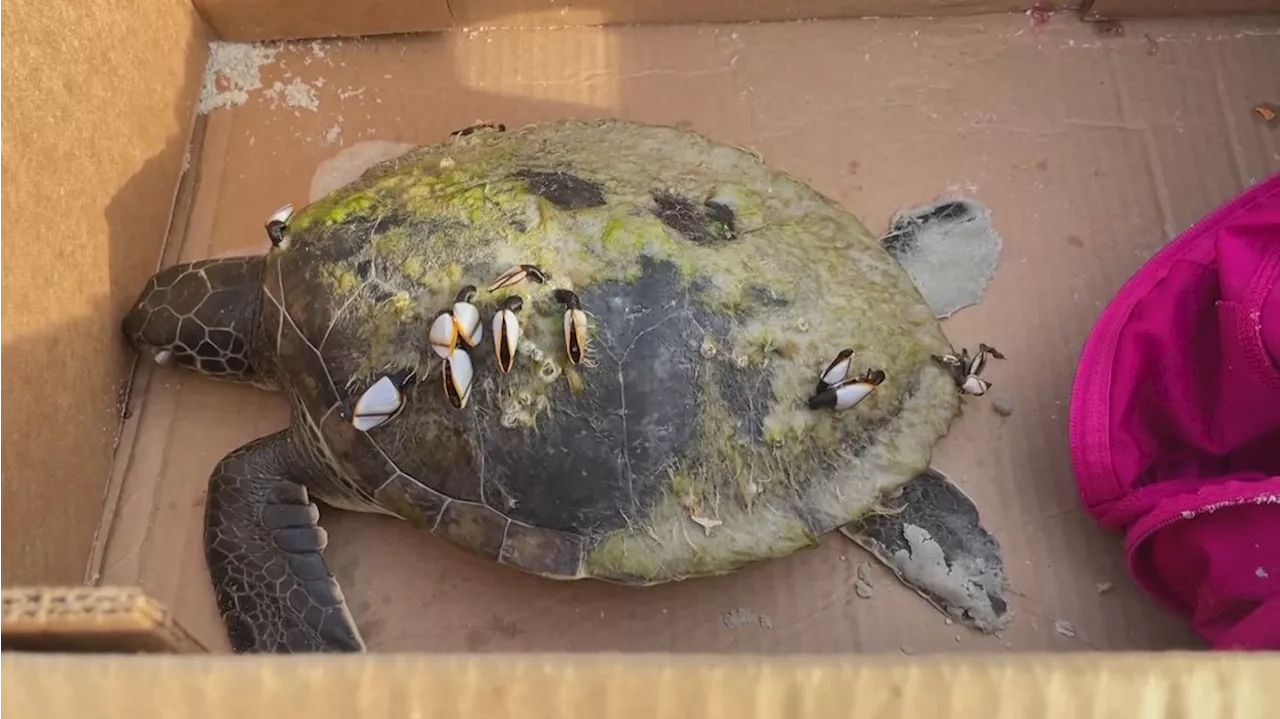 Sea turtles in poor condition swamp a local sea turtle hospital