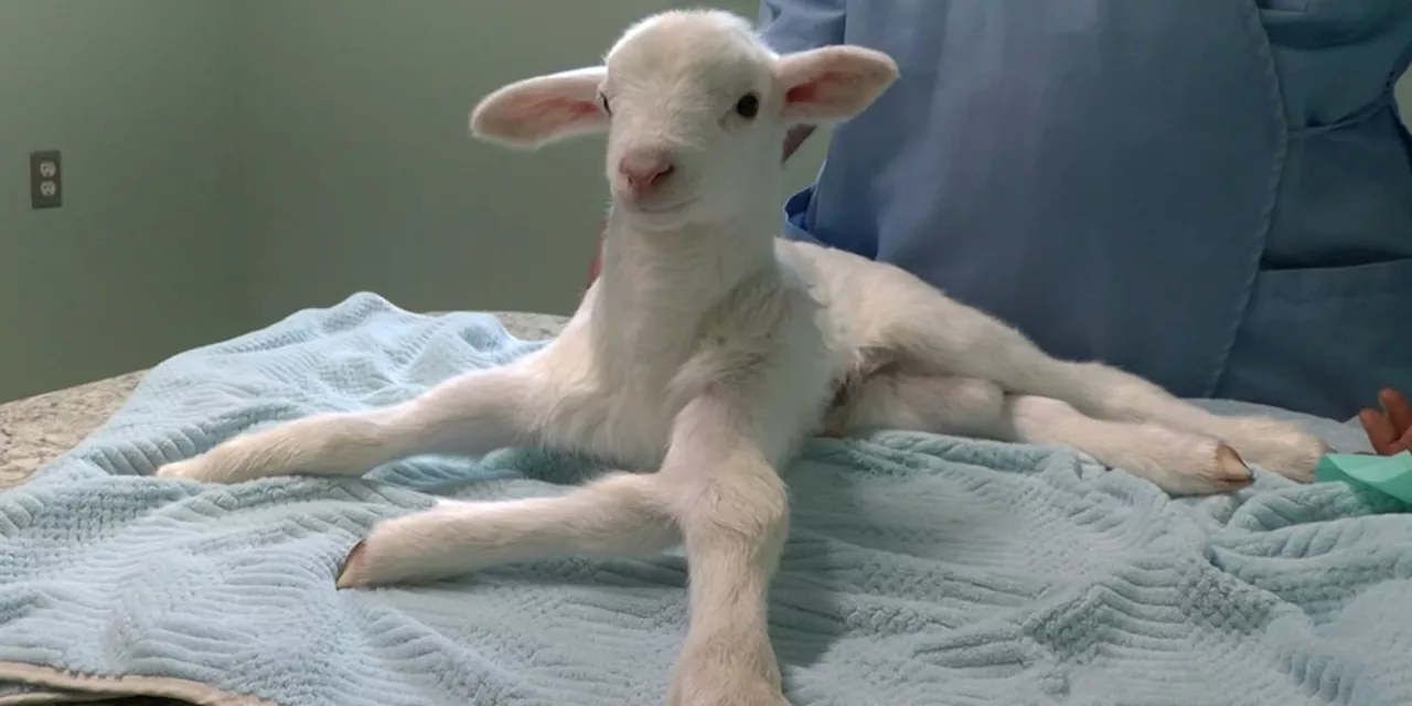 Wiggins woman rescues “Spider-Lamb,” a lamb with five legs