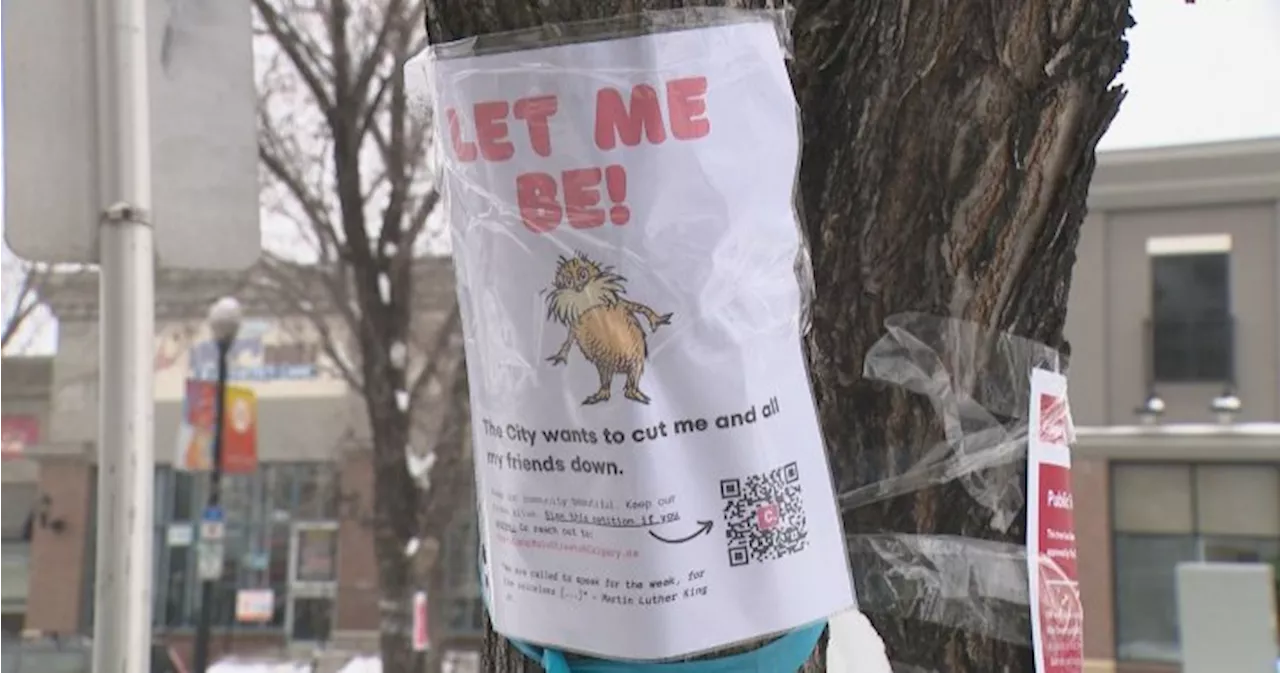 Calgary residents petition to save Marda Loop street trees from the axe