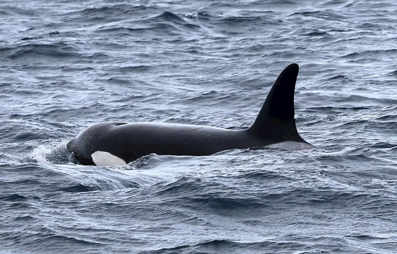 B.C. orca calf rescue team considers changing tactics to save stranded whale: DFO