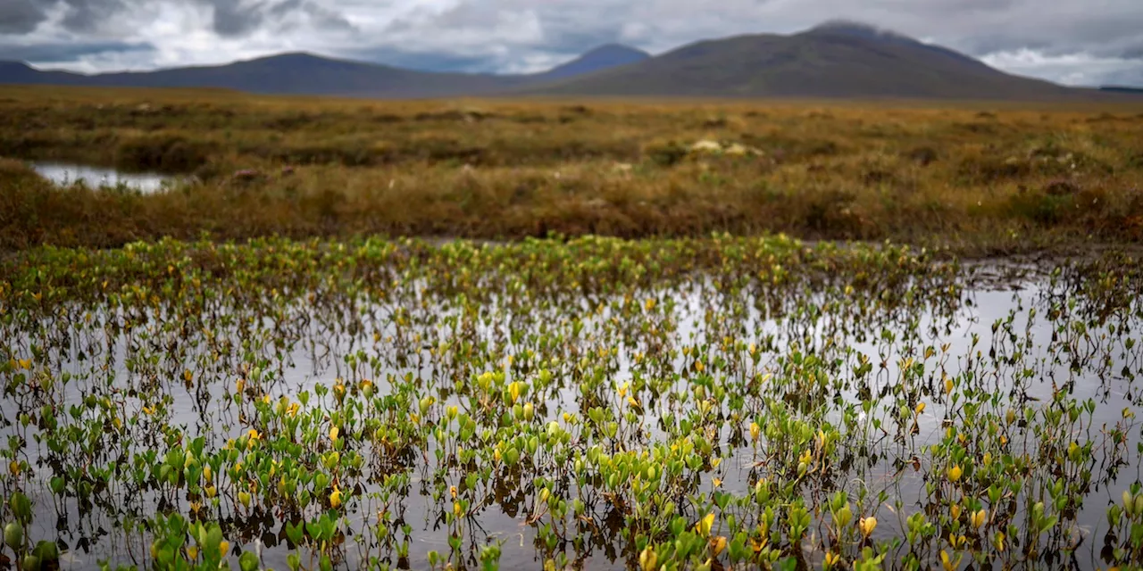 La legge sull’ambiente che sta dividendo l’Unione Europea