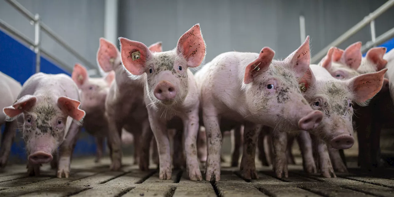 Perché la peste suina africana sta facendo scendere il prezzo della carne di maiale italiana