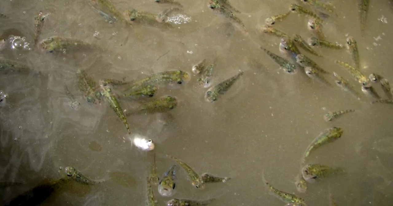 Tiny, endangered fish hinders California's Colorado River conservation plan