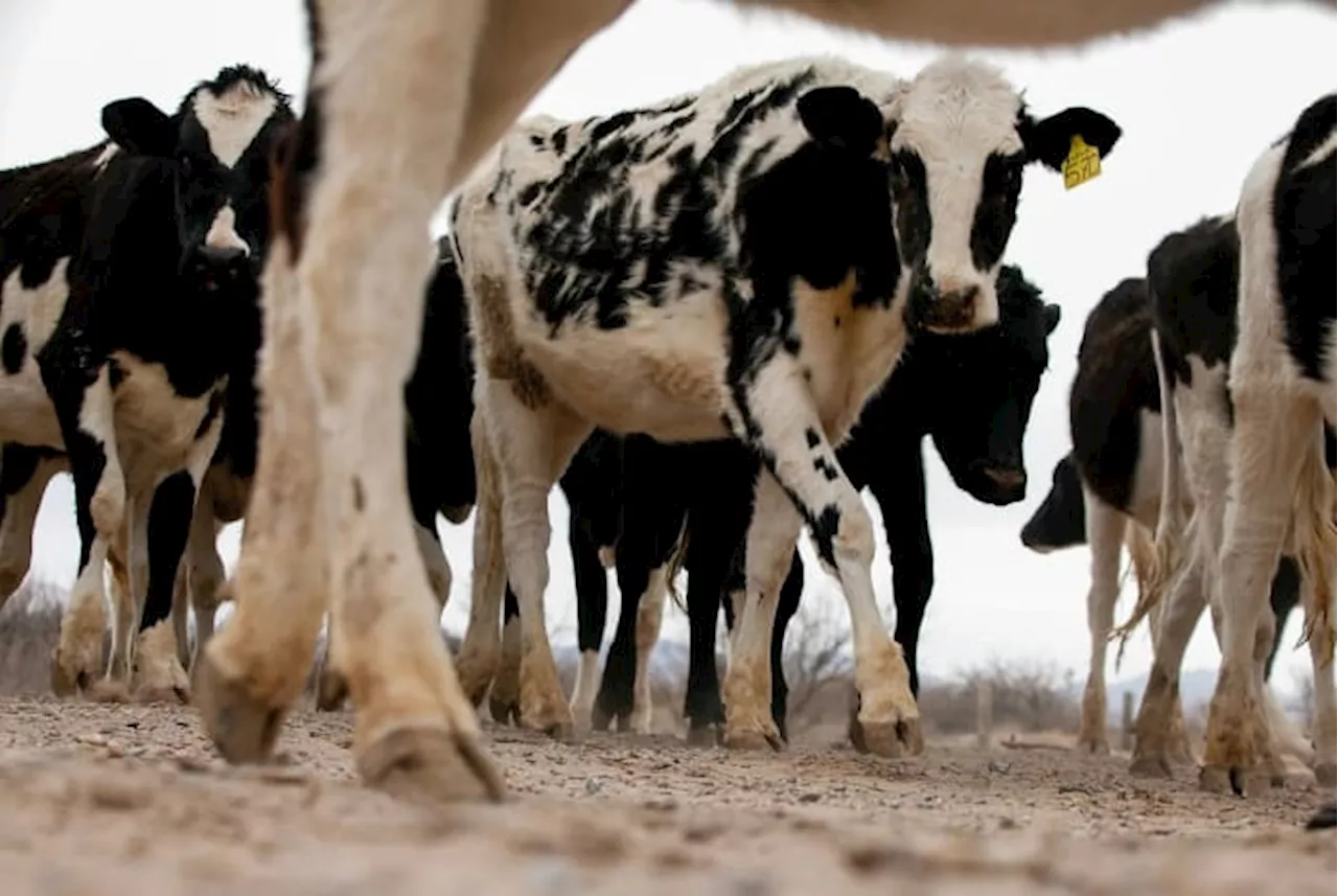 Cows at three Texas dairy farms have bird flu, another blow to Cattle Country following wildfires