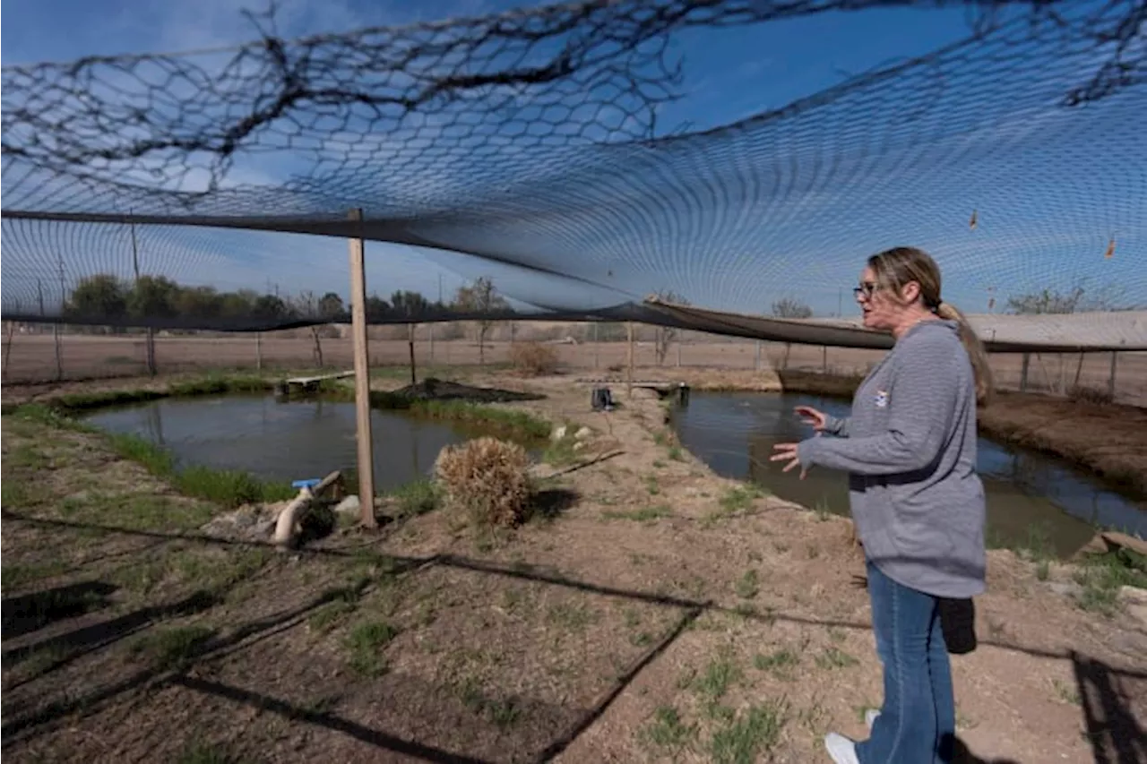 Tiny, endangered fish hinders California River water conservation plan