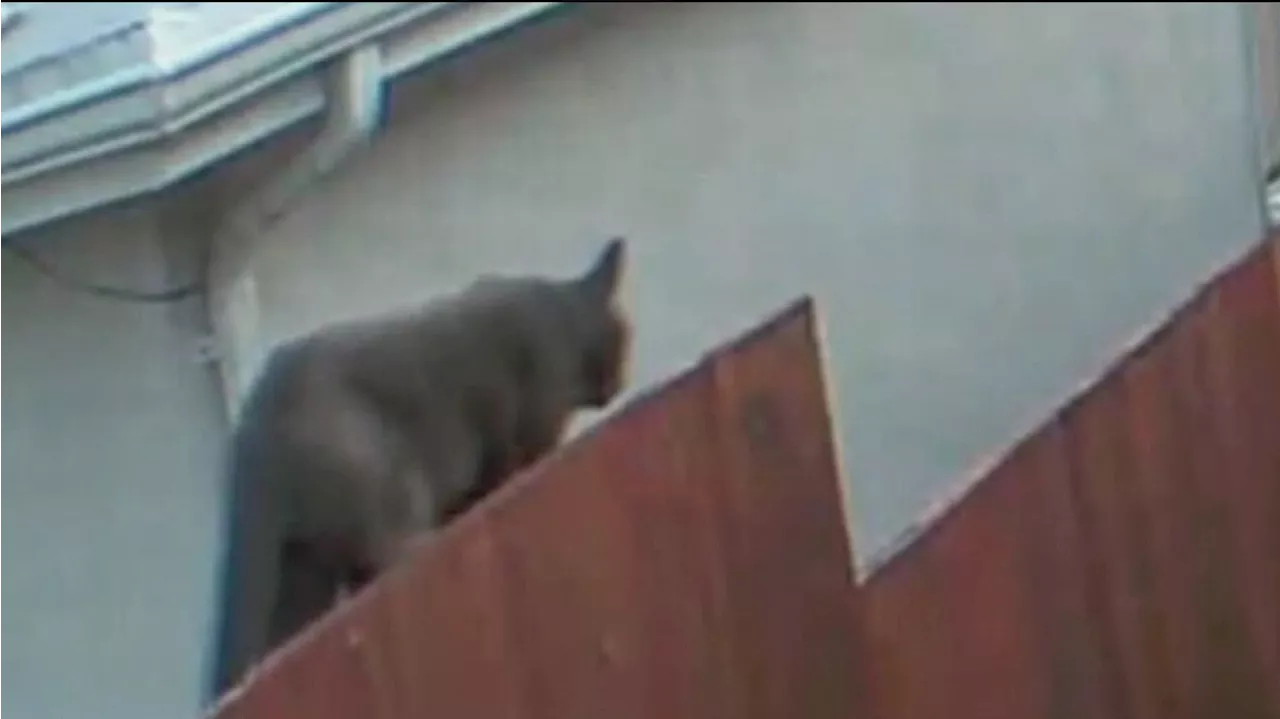 Big cat caught on camera leads to mountain lion fears in South San Francisco