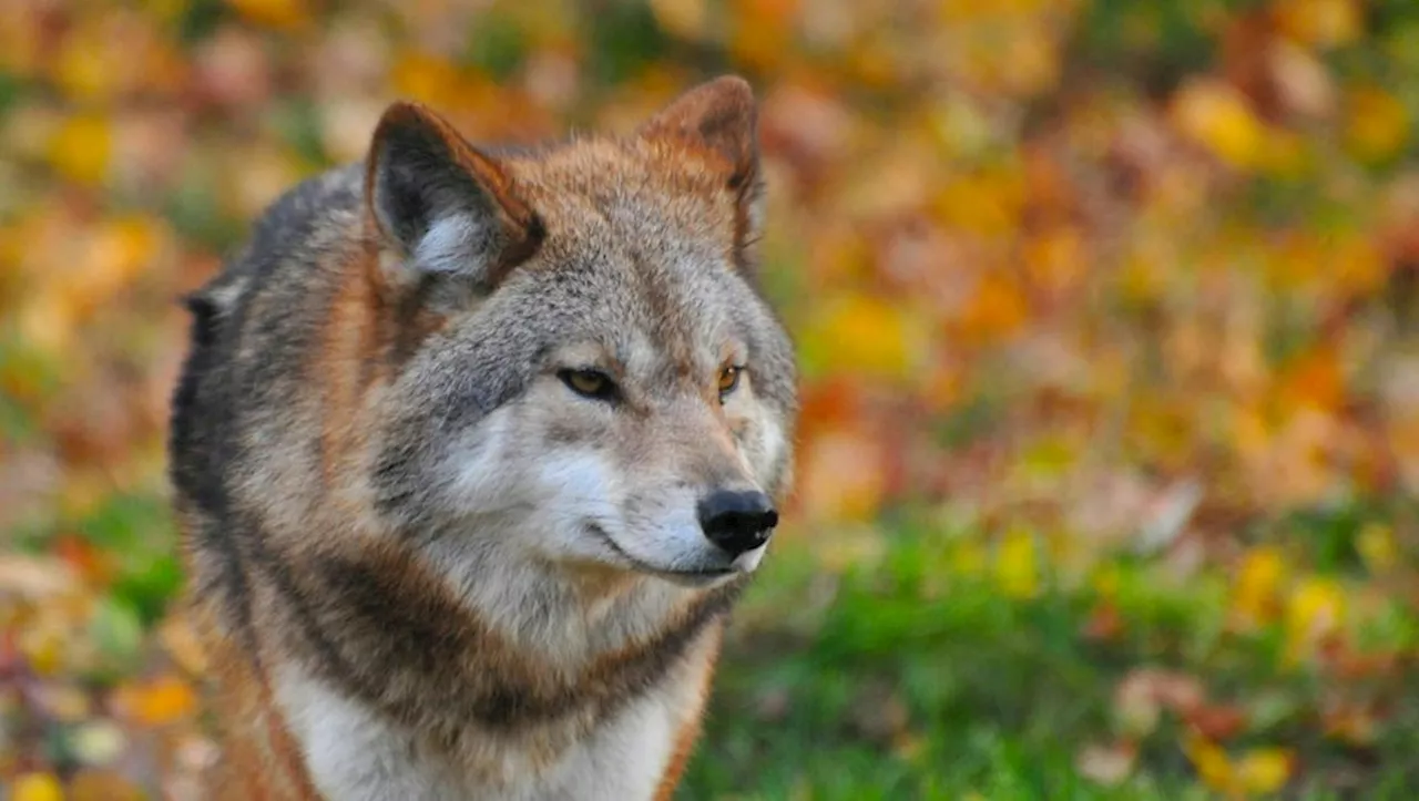 Attaque de loup : neuf brebis ont été tuées en trois jours dans les Pyrénées-Atlantiques