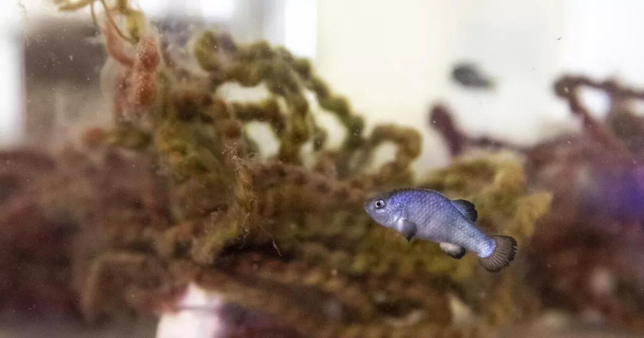 Endangered desert pupfish delays Colorado River conservation plans for Imperial Valley