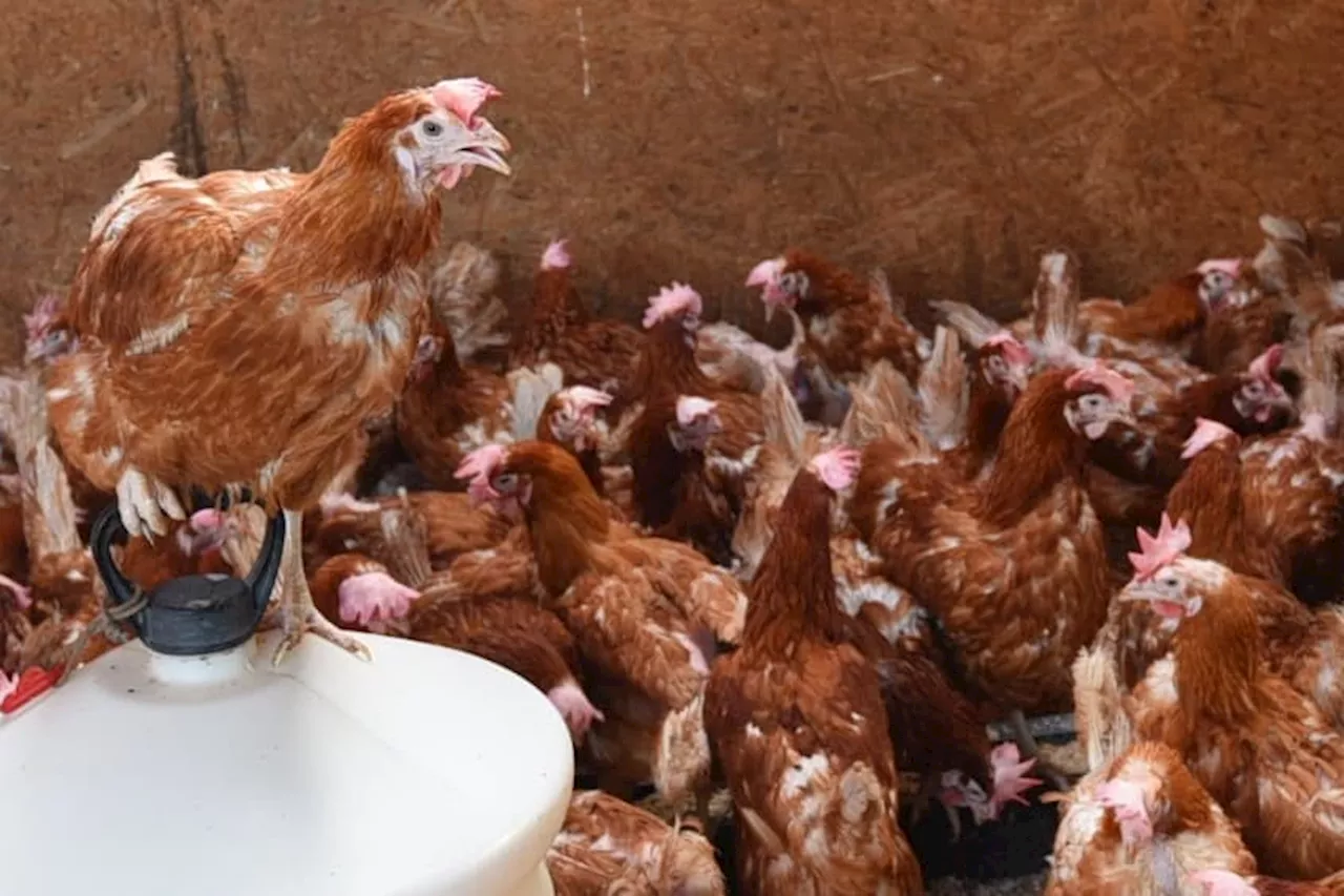 Harper Farm: Leeds chicken farm under investigation by RSPCA after allegations of 'mistreatment' of hens