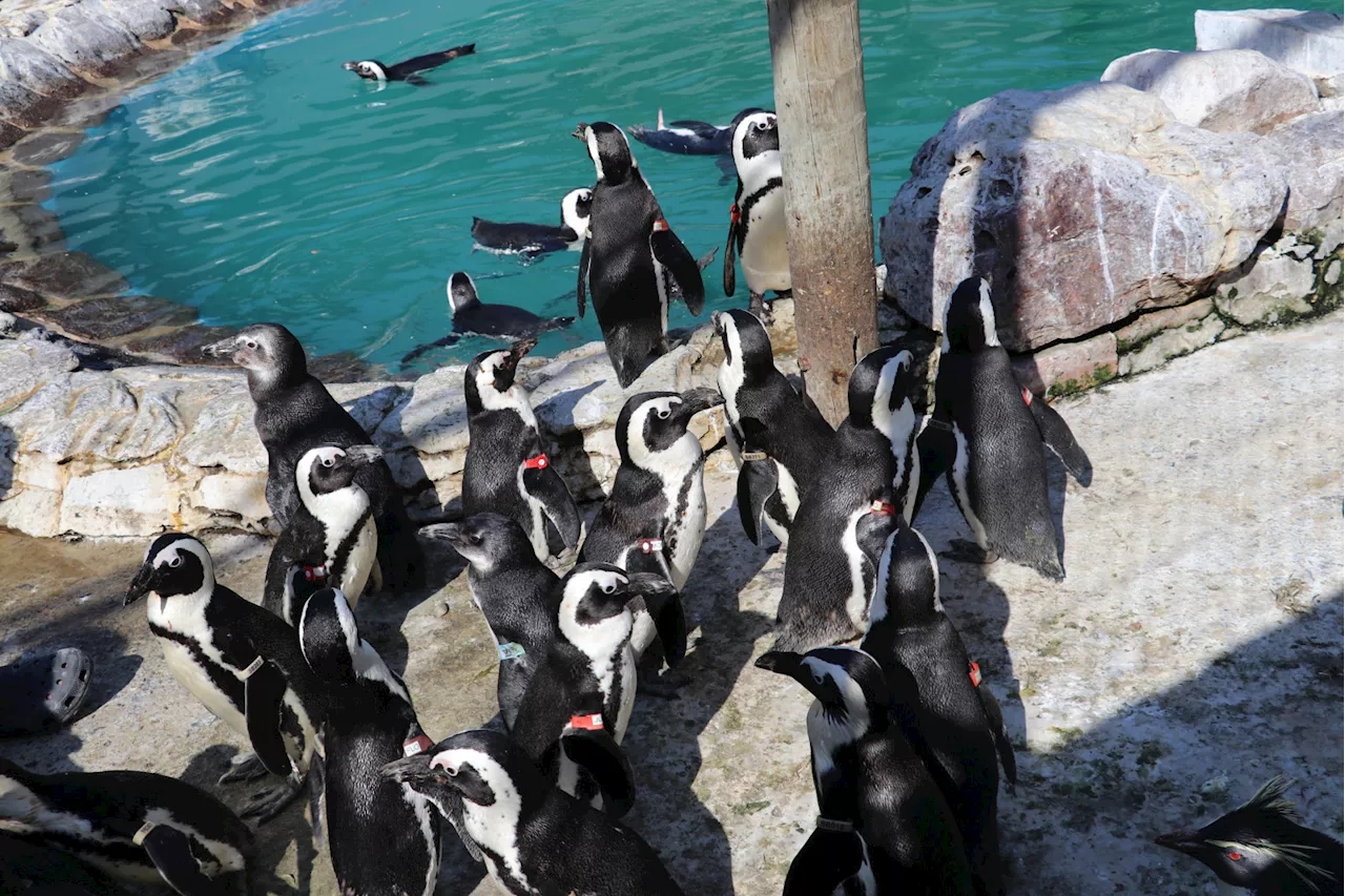 Creecy hauled to court over ‘irrational’ closures around penguin colonies