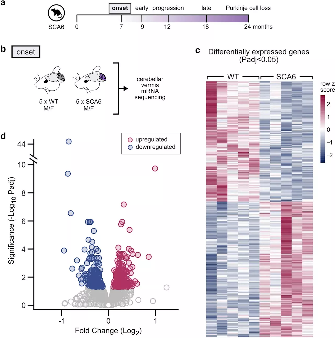 A promising discovery in a rare neurodegenerative disease