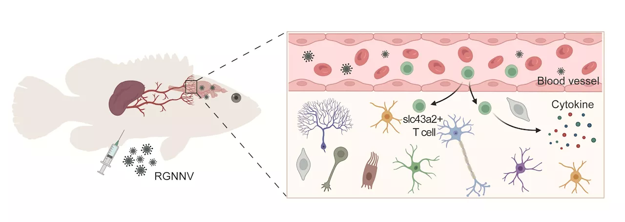 Research finds T cell subset significantly expands in spleen and brain after virus infection