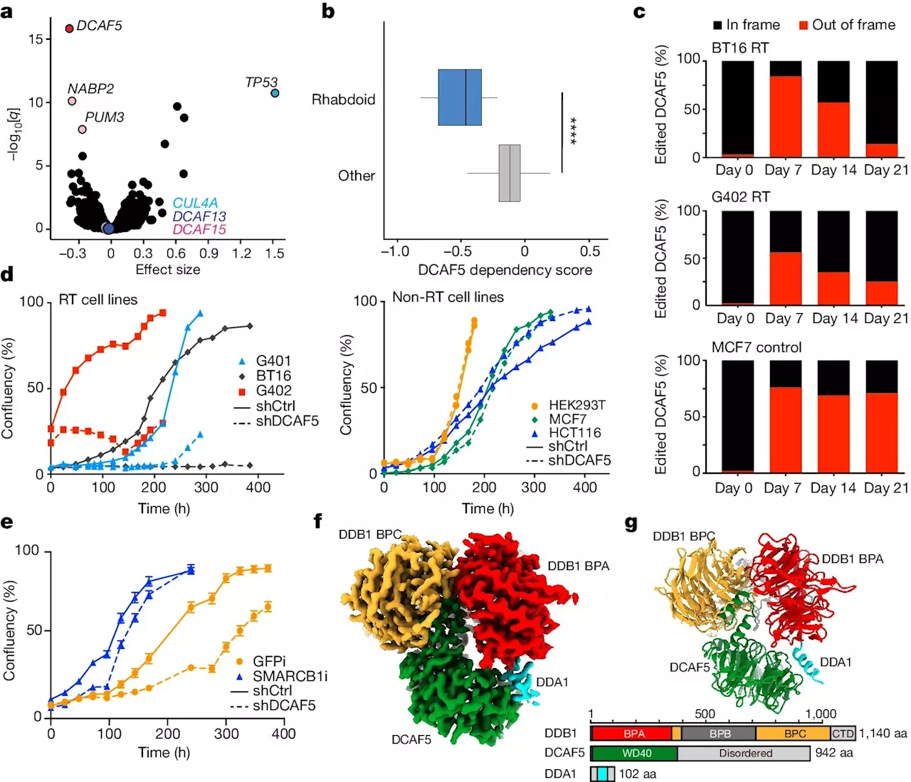 Researchers turn back the clock on cancer cells to offer new treatment paradigm