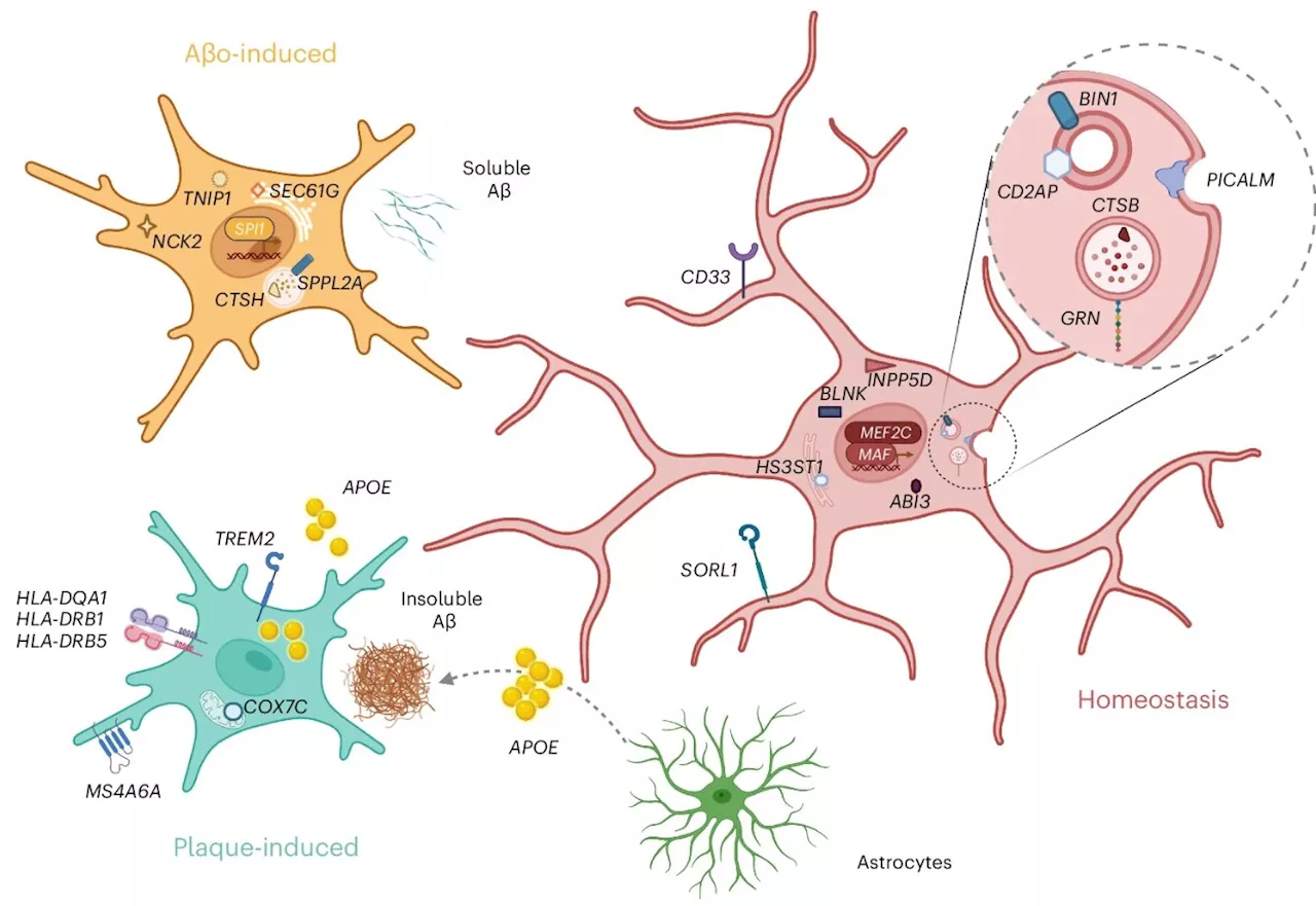 Understanding the role of microglia in Alzheimer's disease