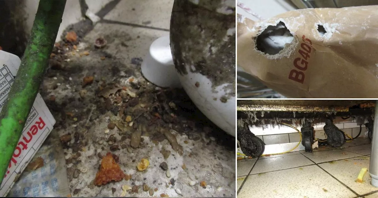 London KFC fined £25,000 after rat infestation discovered