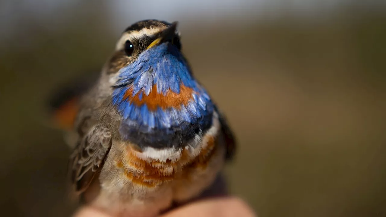 How AI is helping scientists protect birds