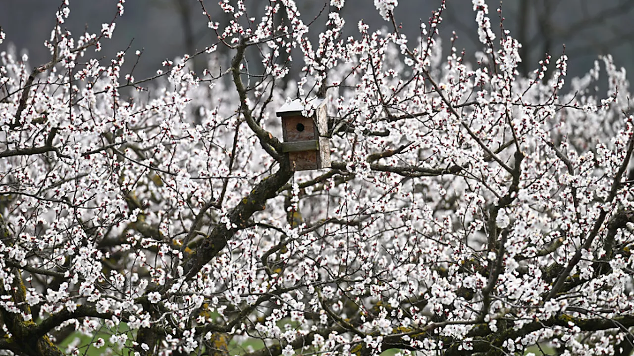 Marillenbauern in Wachau blicken optimistisch Richtung Ernte