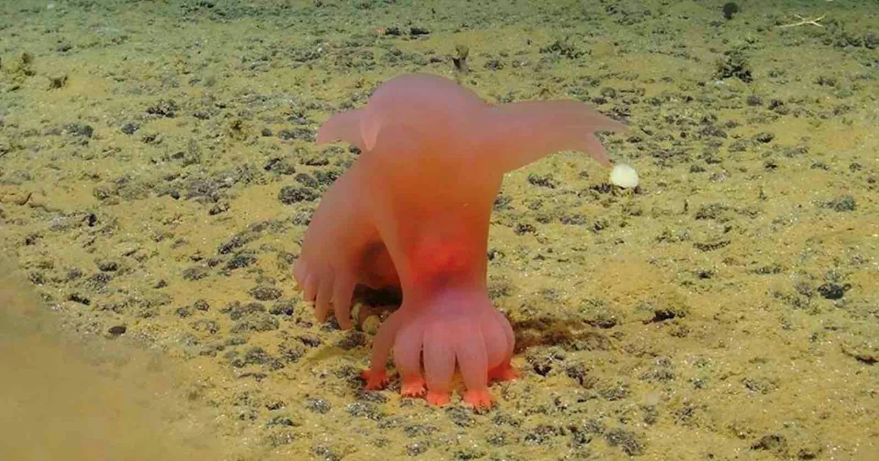 Scientists Photograph Pink ‘Barbie Pigs’ Among New Species in Pacific Ocean