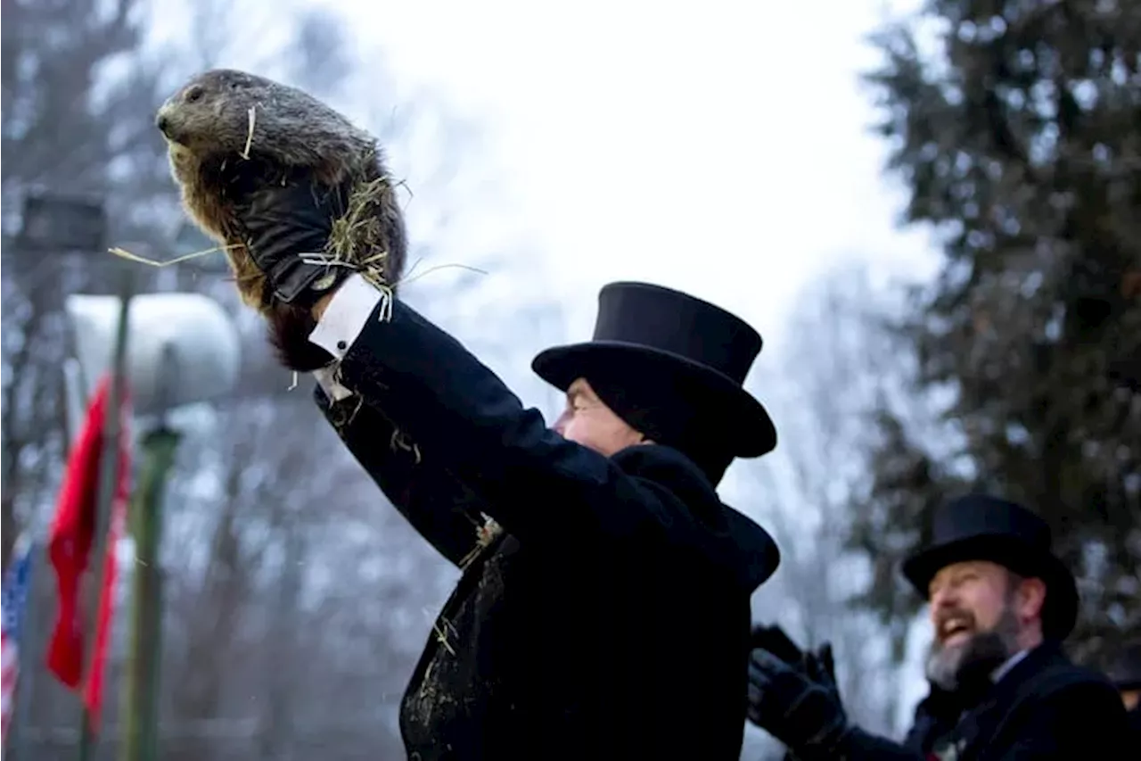 Breaking: Punxsutawney Phil and his wife had BABY GROUNDHOGS!