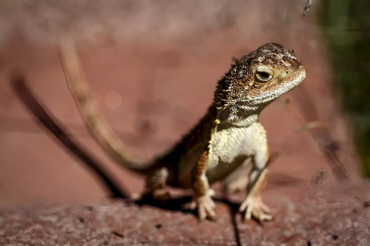 Australia battles to save last 11 wild 'earless dragons'