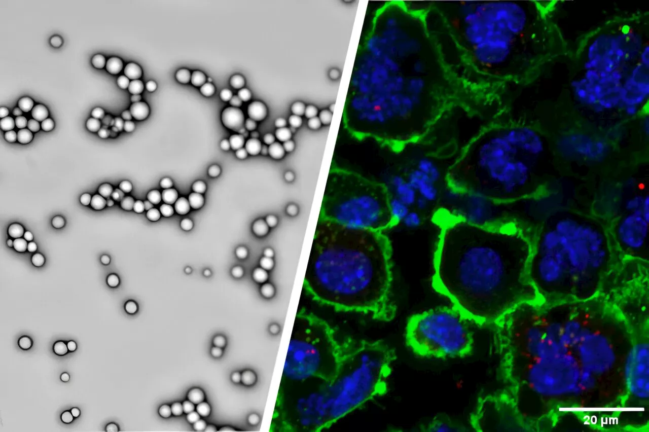 Biocompatible nanoparticles modified with ATP can enhance systemic delivery of cancer immunotherapy