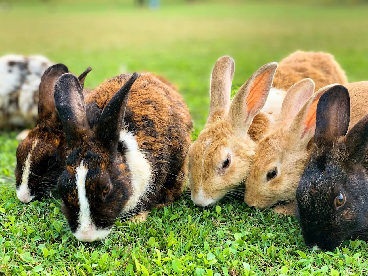 UK rabbit owners can recognize pain in their pets, study finds