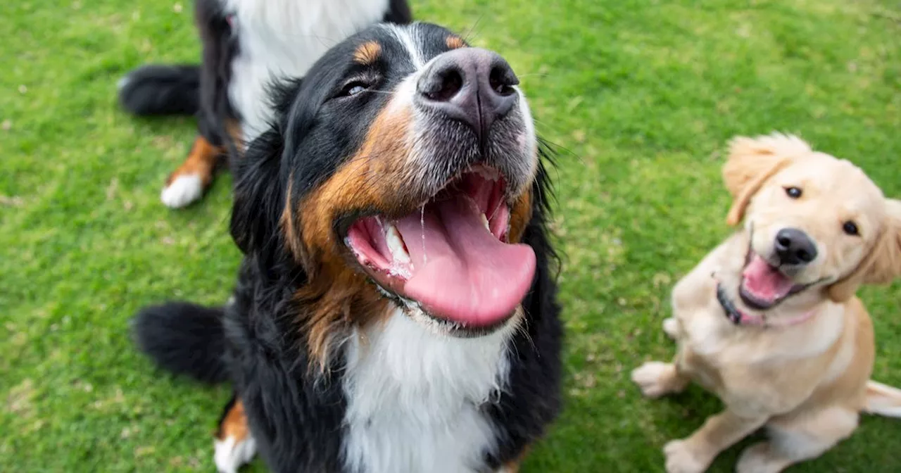 Vet explains why dogs eat grass and says it could be a warning sign