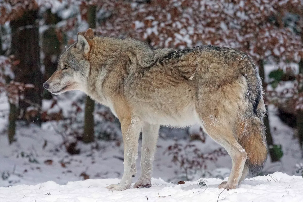 Amtsleiter und Wildhüter auf Wolfsjagd in Russland