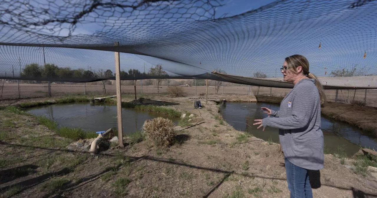 Tiny, endangered fish hinders California River water conservation plan