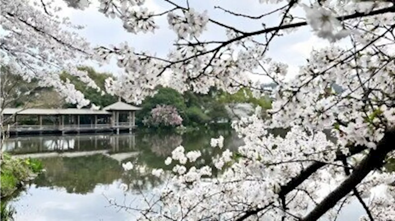 「高速鉄道で中国の桜の名所に」が香港で人気に―中国メディア（2024年3月27日）｜BIGLOBEニュース