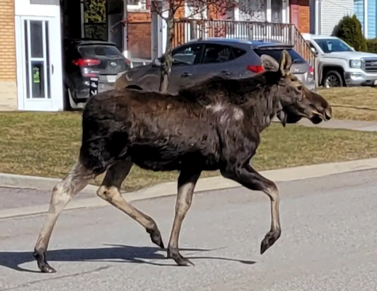 Loose moose in central part of town sparks official search