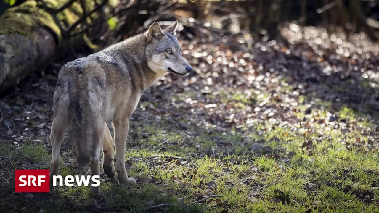 Amtsleiter auf Wolfsjagd in Russland: Kritik an Kanton St. Gallen