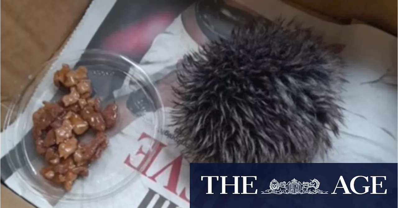 Woman rushes sick hedgehog to vet only to find out it’s a hat pom-pom