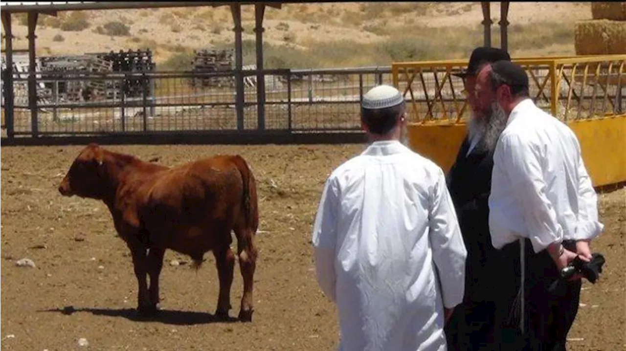 Temple Institute Israel Mau Gelar Ritual Kurban Sapi Merah di Idul Fitri, Kuil Yahudi Dibangun Lagi?