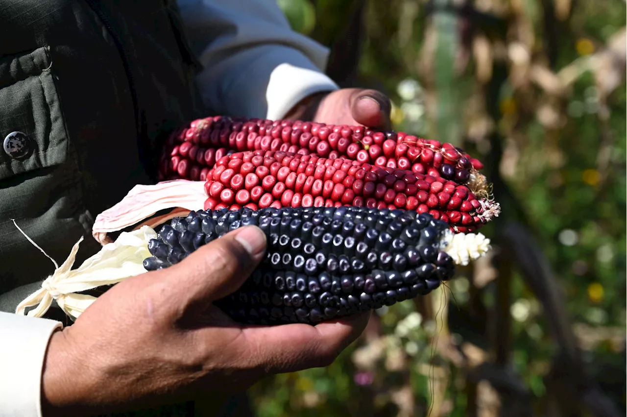 Experts Back Mexico's Ban on Genetically Modified Corn Amid US Trade Dispute