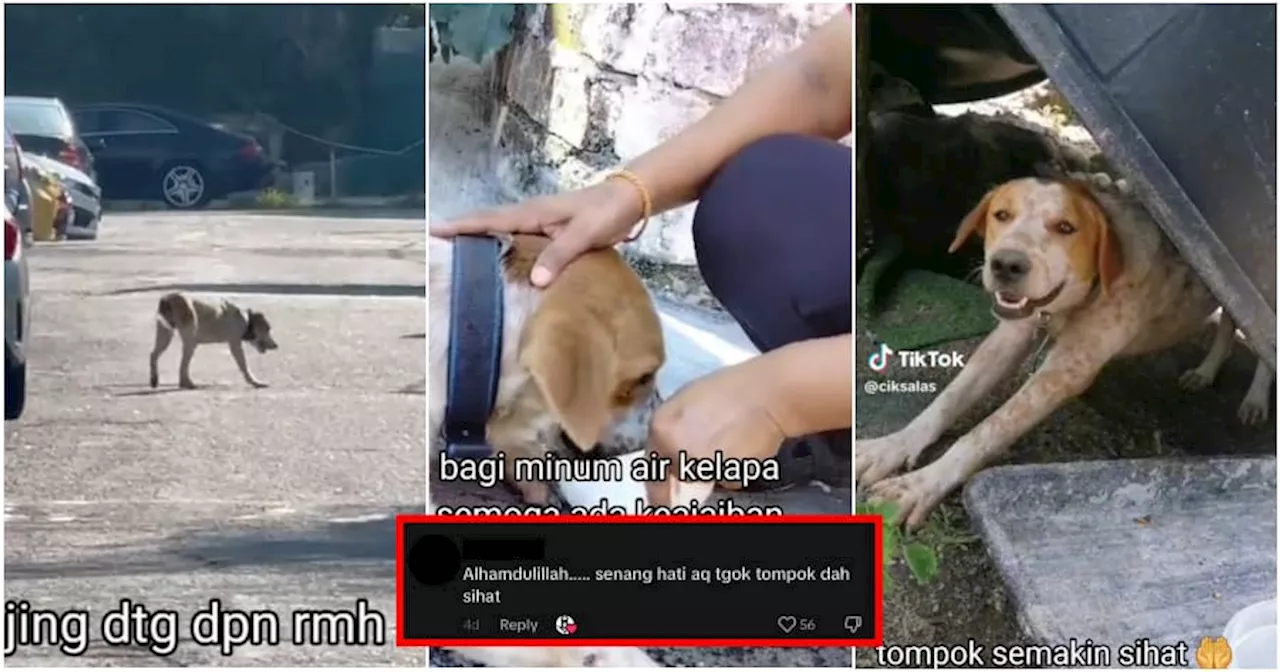 Outstanding Malay & Indian Neighbours Work Together to Save Stray Dog That Was Poisoned