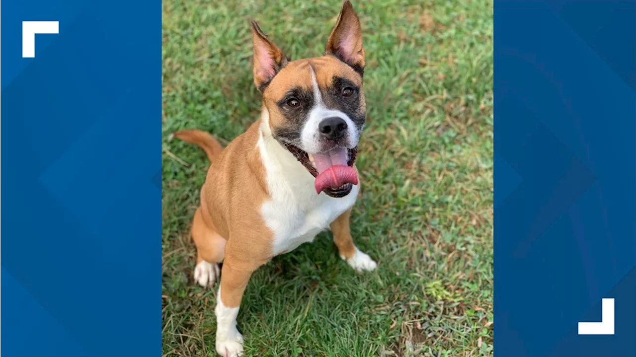 Boxer on brink of starvation saved by Plainfield police, now inducted as gun detection, therapy dog