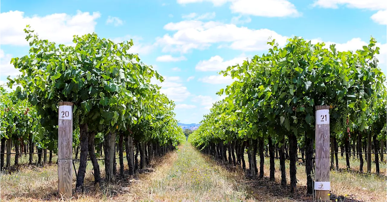 Winery fined for stealing 146 Olympic pools worth of water from pipeline in NSW