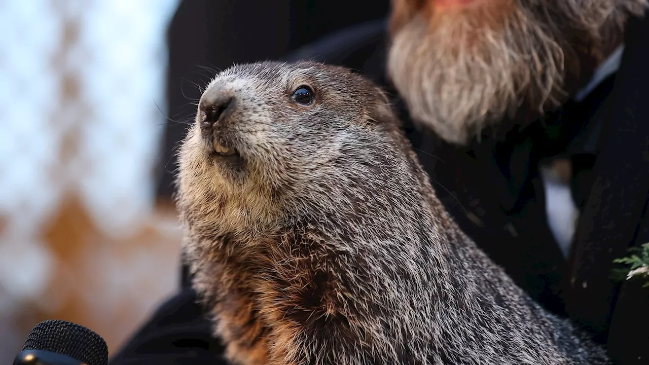 Punxsutawney Phil and partner Phyllis welcome 2 newborn groundhogs