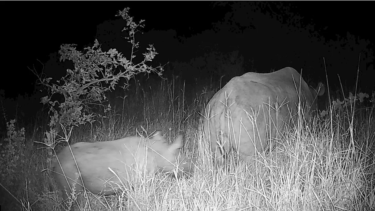 Wild birth of critically endangered black rhino in Kenya dubbed a 'conservation success' by wildlife researchers